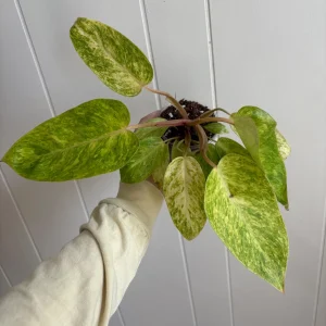Painted Lady Philodendron