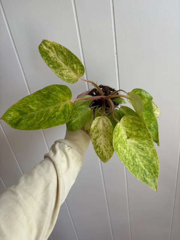 Painted Lady Philodendron