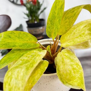 Philodendron Painted Lady – 4” Pot